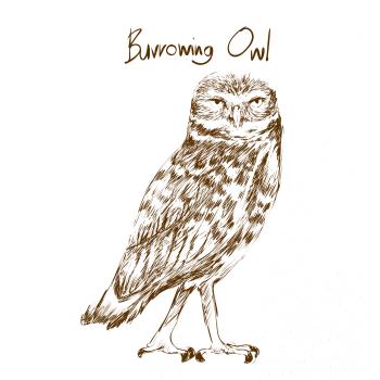 Sýček králičí burrowing owl