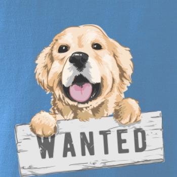 Zlatý retriever - štěně wanted