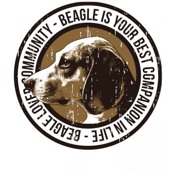 Dog beagle