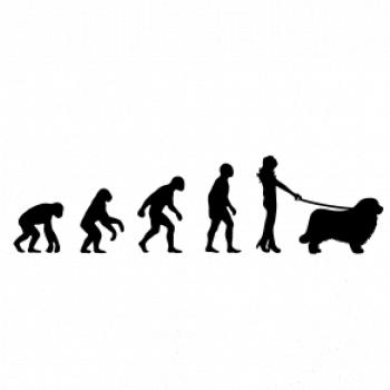 Evoluce pes Novofundlandský pes (muž-žena)