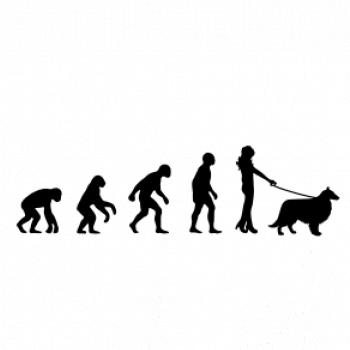 Evoluce pes Sheltie (muž-žena)