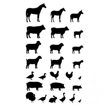 Zvířátka z vesnice