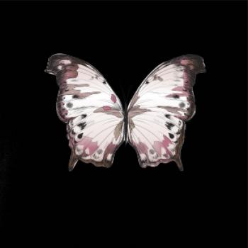 Motýl růžovobílý