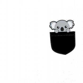 Koala v kapse