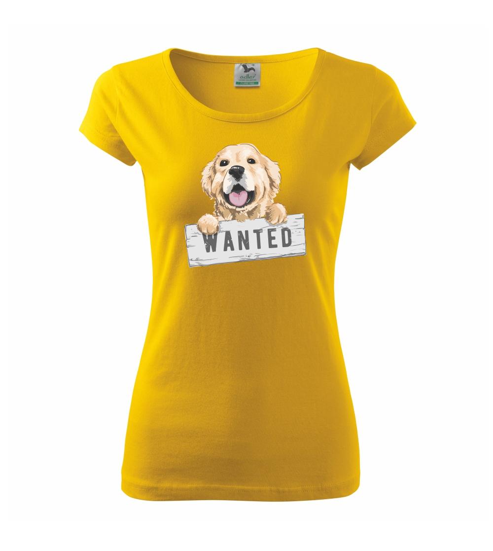 Zlatý retriever - štěně wanted