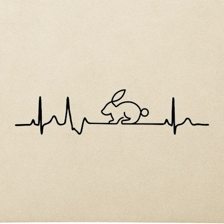EKG králík