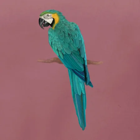 Ara