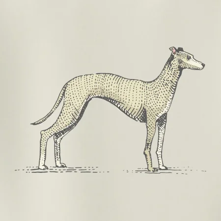 Vintage Whippet