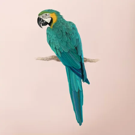 Ara
