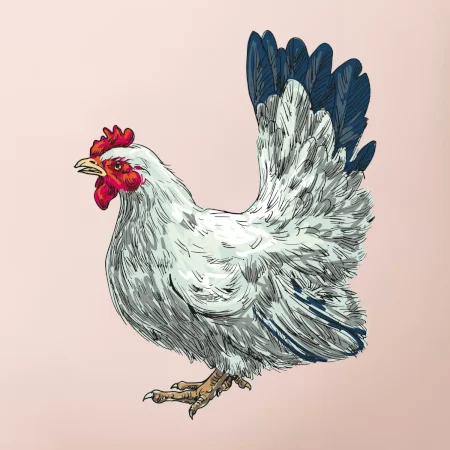 Slepice kreslená bílá