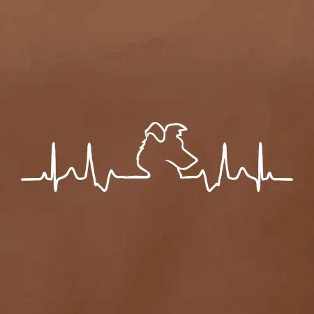 Border kolie EKG