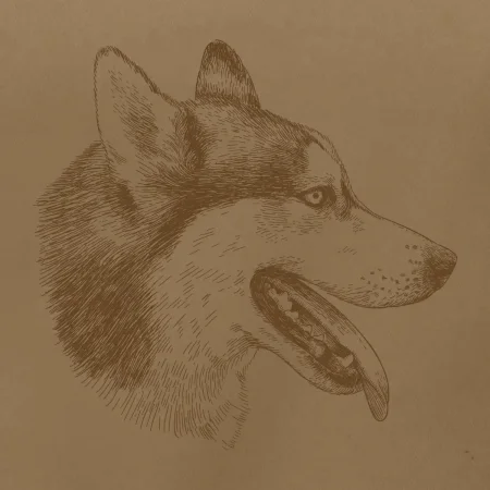 Husky - hlava z boku