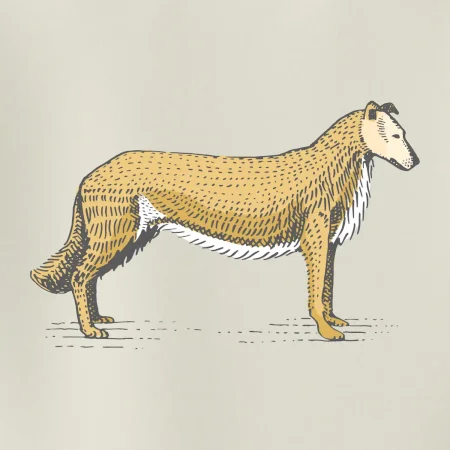 Vintage Collie