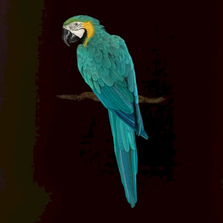 Ara