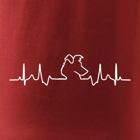 Border kolie EKG