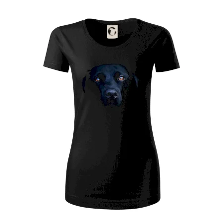 Černý Labrador fotka