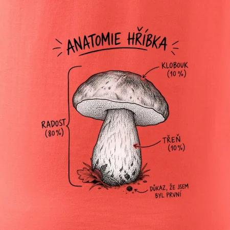 Anatomie hříbka