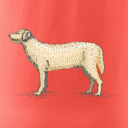 Vintage Labrador