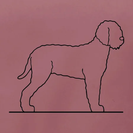 Lagotto romagnolo stojící