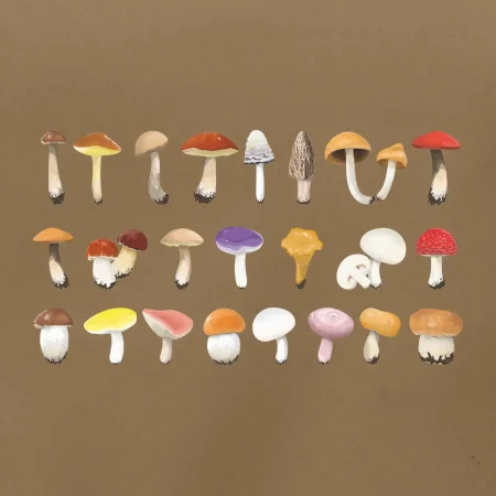 Houby barevné