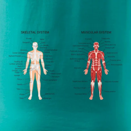 Skelet and Moscular system