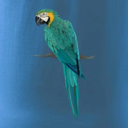 Ara