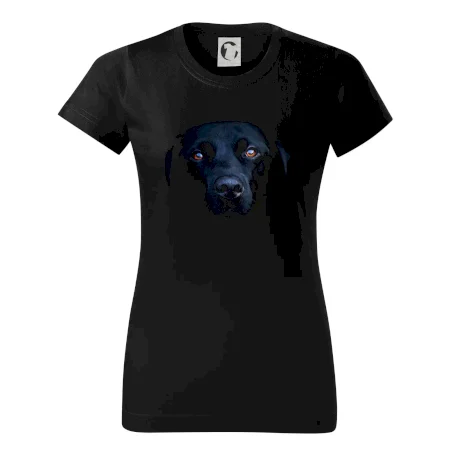 Černý Labrador fotka
