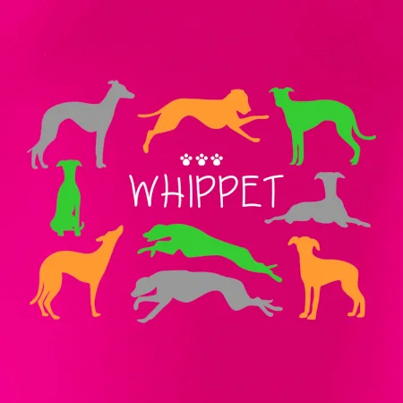 Whippet barevný