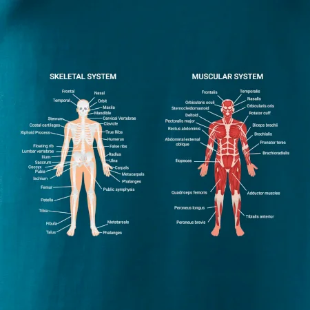 Skelet and Moscular system