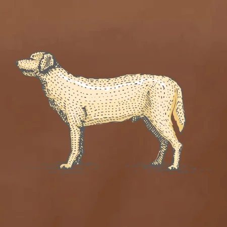 Vintage Labrador