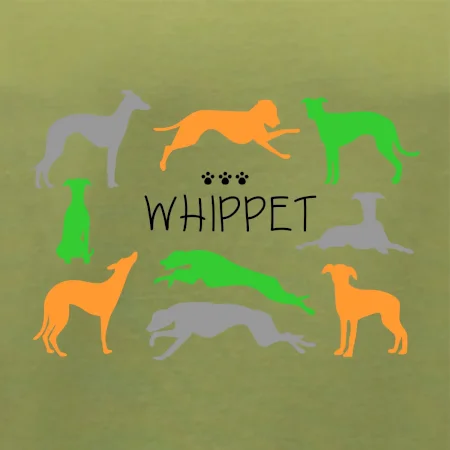 Whippet barevný