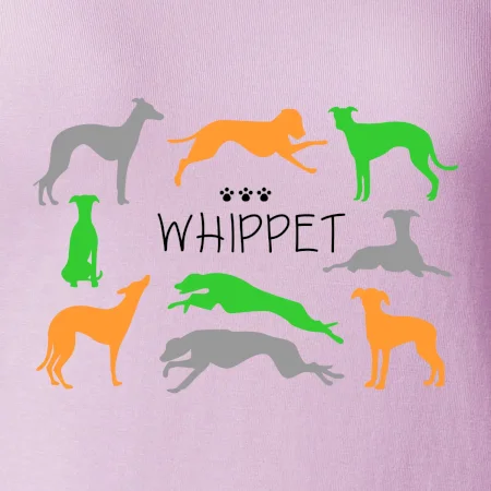 Whippet barevný