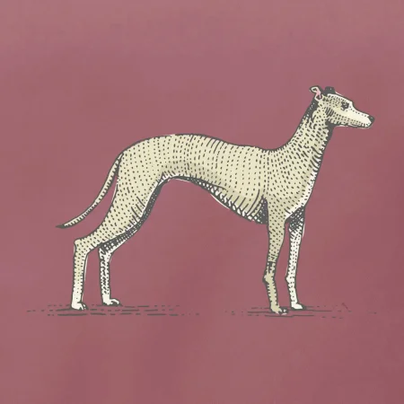 Vintage Whippet