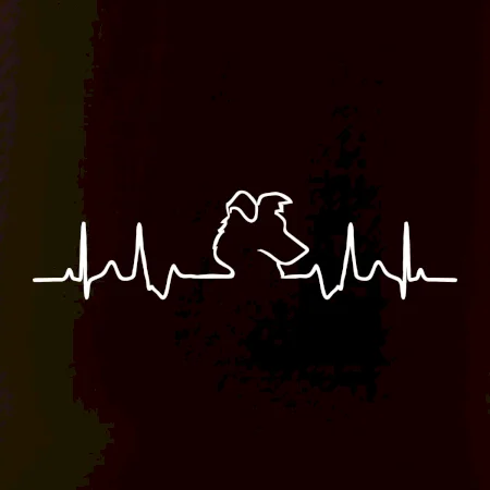 Border kolie EKG