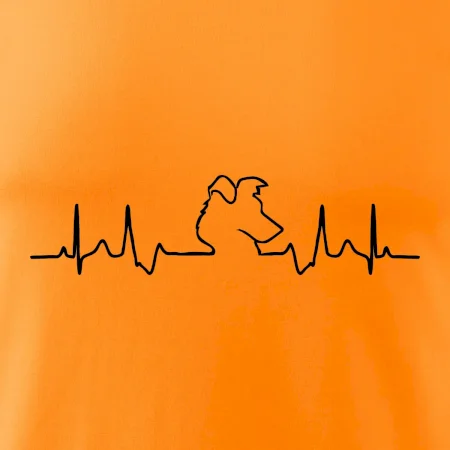 Border kolie EKG
