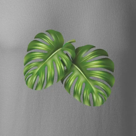 Monstera - dva listy
