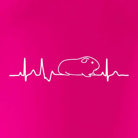 EKG morče
