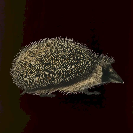 Ježek kresba