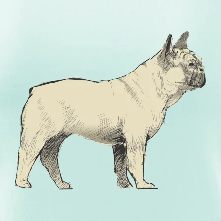 Vintage French bulldog