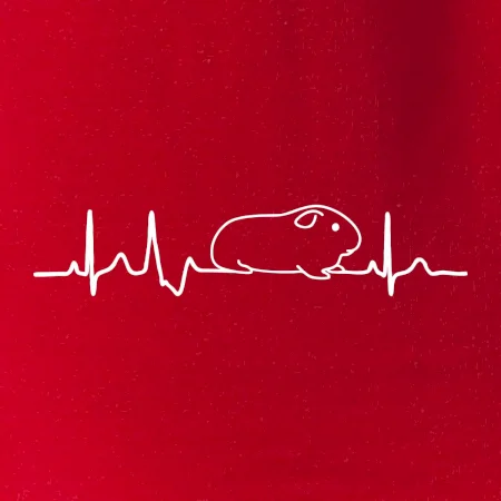 EKG morče