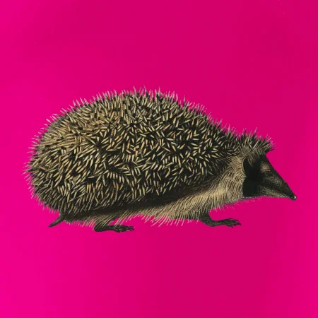 Ježek kresba