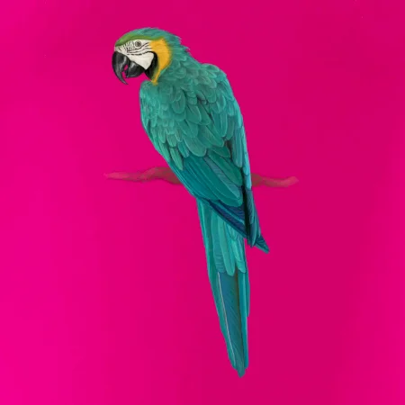 Ara