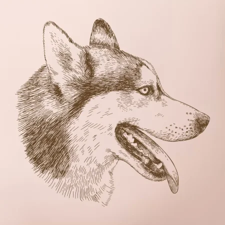 Husky - hlava z boku
