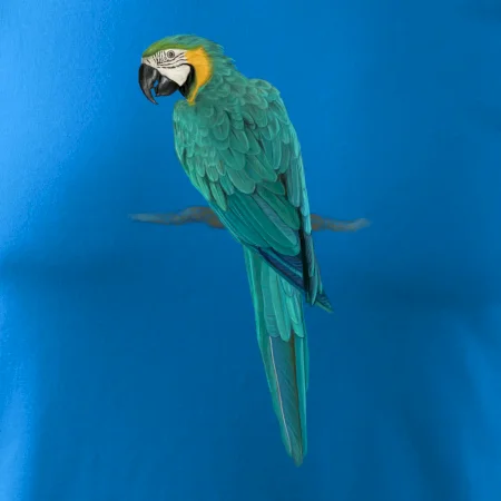 Ara