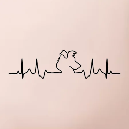 Border kolie EKG