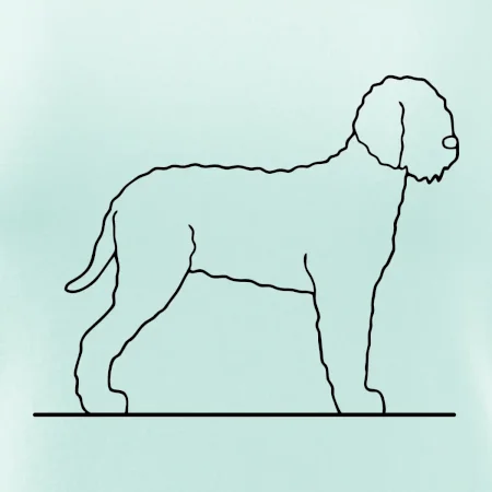 Lagotto romagnolo stojící