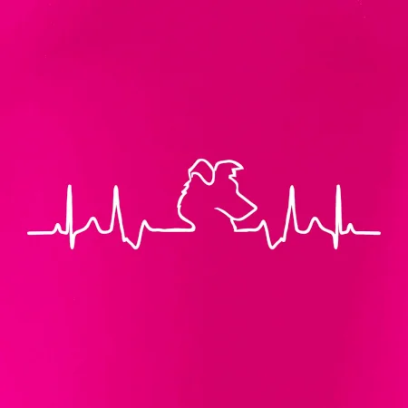 Border kolie EKG