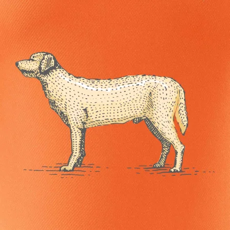 Vintage Labrador