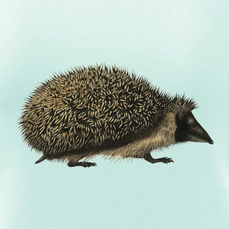 Ježek kresba