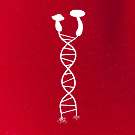 DNA houby